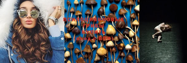 стаф Осинники